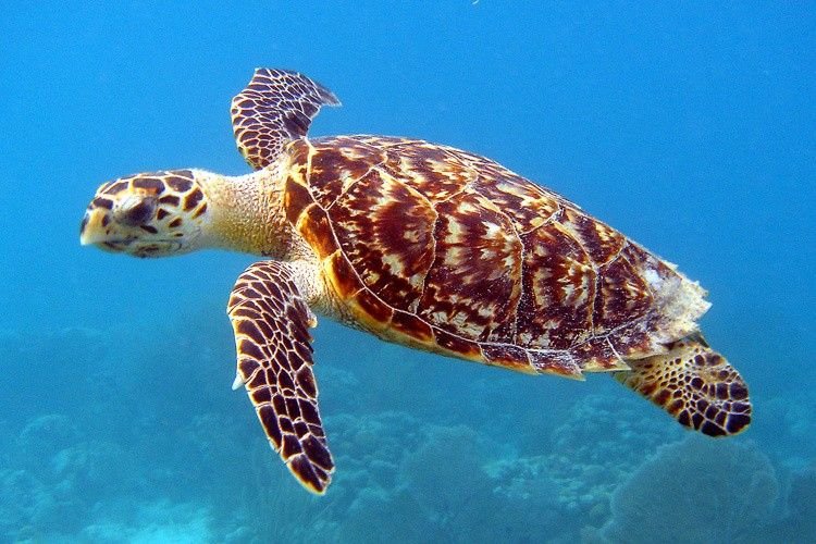 Hawksbill Turtle in Tanzania